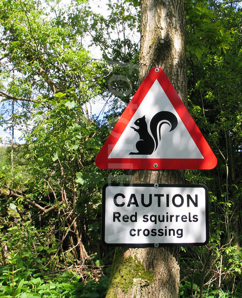 Red Squirrel Crossing Sign